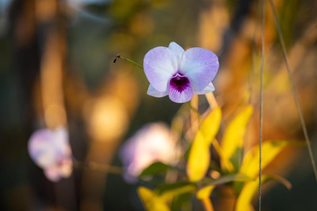 Resort Maison De Nongkhiaw Zewnętrze zdjęcie